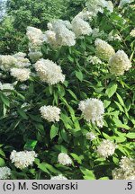 Hydrangea paniculata Magical Sweet Summer