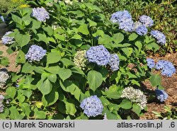 Hydrangea macrophylla Mousseline