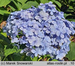 Hydrangea macrophylla Mousseline