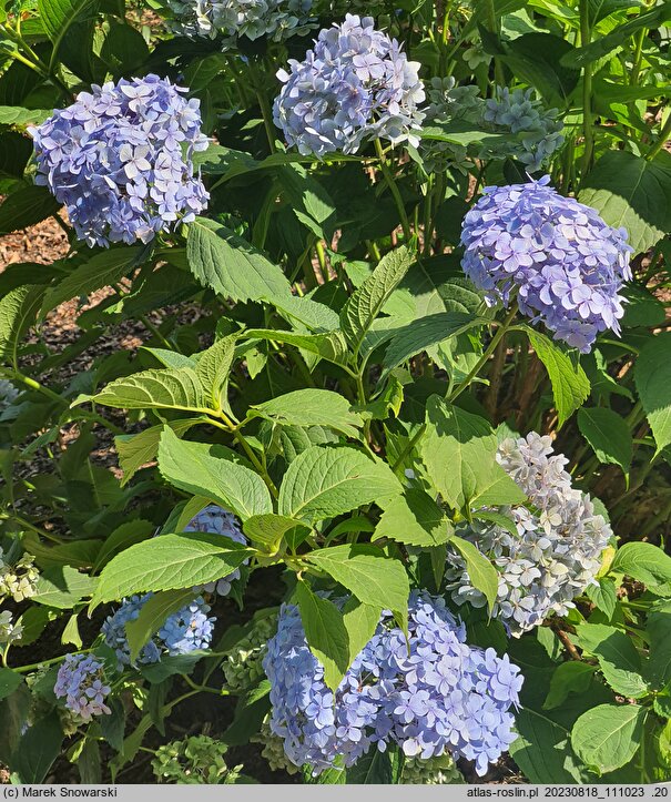 Hydrangea macrophylla Mousseline