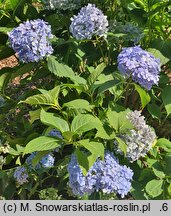 Hydrangea macrophylla Mousseline