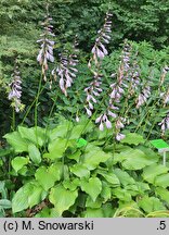 Hosta Fujibotan