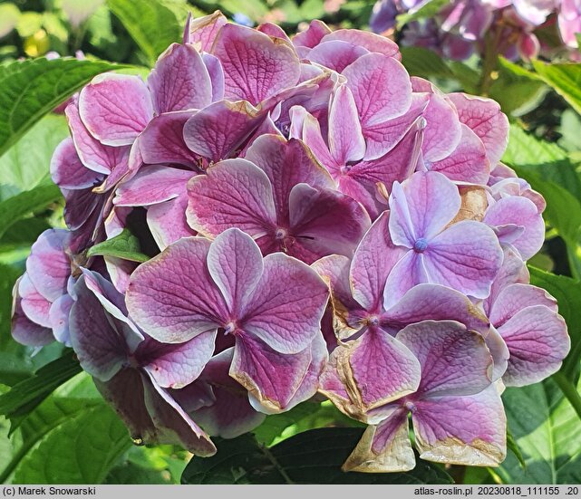 Hydrangea macrophylla Harlequin