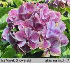 Hydrangea macrophylla Harlequin