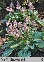 Hosta Party Popper
