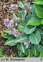 Hosta Party Popper