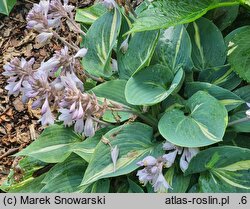 Hosta Party Popper