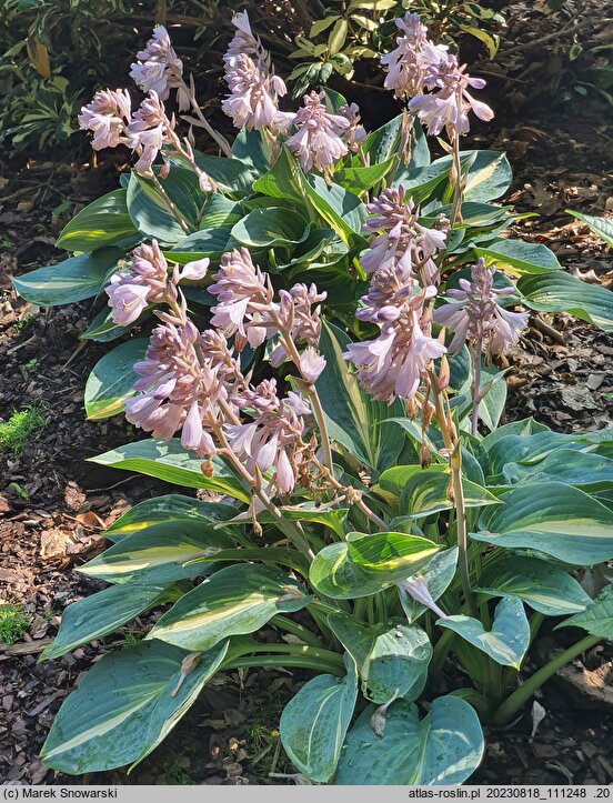 Hosta Party Popper