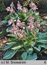 Hosta Party Popper