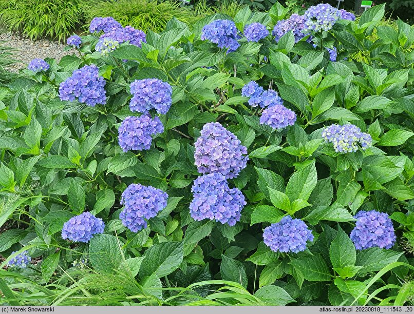 Hydrangea macrophylla Youmefive