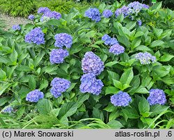 Hydrangea macrophylla Youmefive