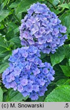 Hydrangea macrophylla Youmefive