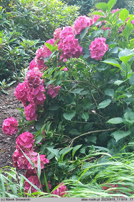 Hydrangea macrophylla Paris