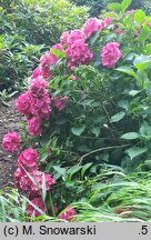 Hydrangea macrophylla Paris