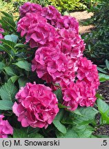 Hydrangea macrophylla Paris