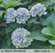 Hydrangea macrophylla Magical Noblesse
