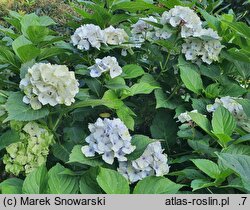 Hydrangea macrophylla Magical Noblesse