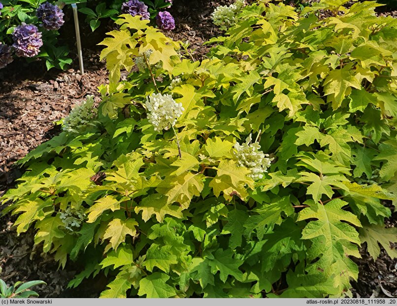 Hydrangea quercifolia Little Honey