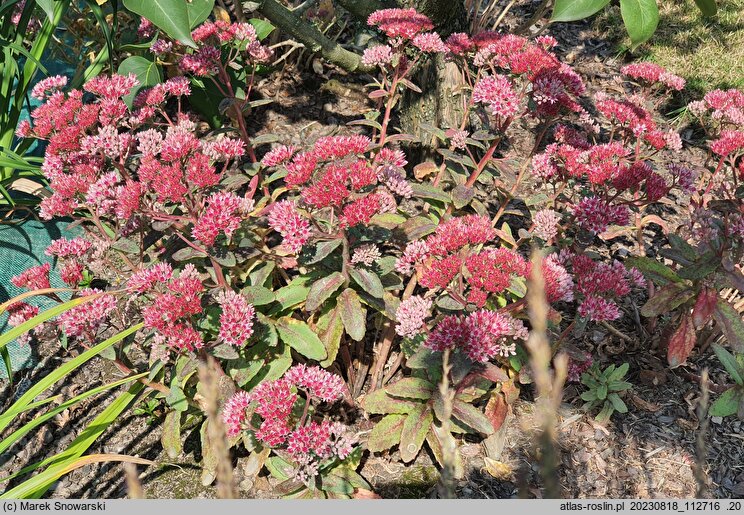 Sedum hort. Abbeydore