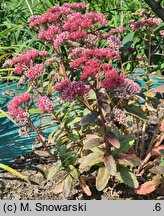 Sedum hort. Abbeydore