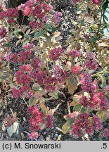 Sedum hort. Abbeydore