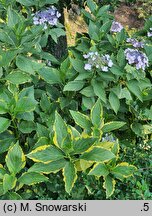 Hydrangea macrophylla Lemon Wave