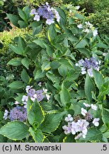 Hydrangea macrophylla Lemon Wave