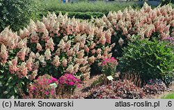 Hydrangea paniculata Candlelight