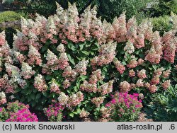 Hydrangea paniculata Candlelight