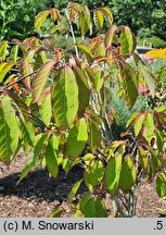 Neoshirakia japonica