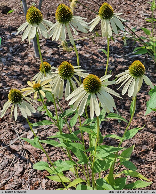 Echinacea Yellow Pearl