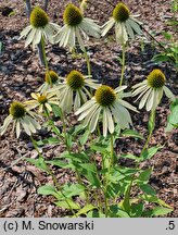 Echinacea Yellow Pearl