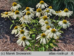 Echinacea Yellow Pearl