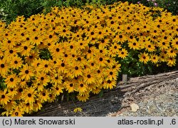 Rudbeckia Sunbeckia Maya