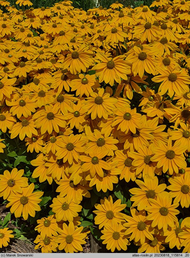 Rudbeckia Sunbeckia Olivia