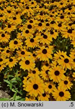 Rudbeckia SmileyZ Big Luck