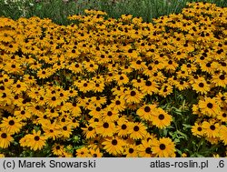 Rudbeckia SmileyZ Big Luck