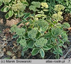 Sedum hort. Lajos
