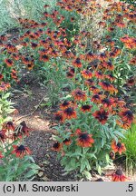 Rudbeckia SmileyZ Loving