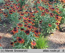 Rudbeckia SmileyZ Loving
