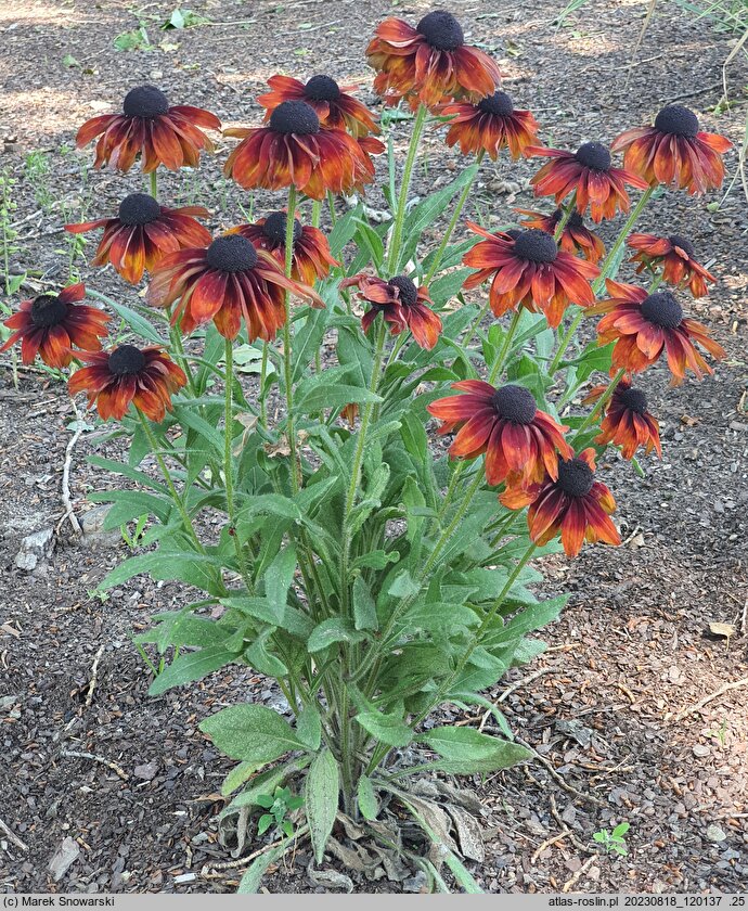 Rudbeckia SmileyZ Loving