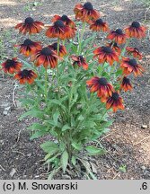 Rudbeckia SmileyZ Loving
