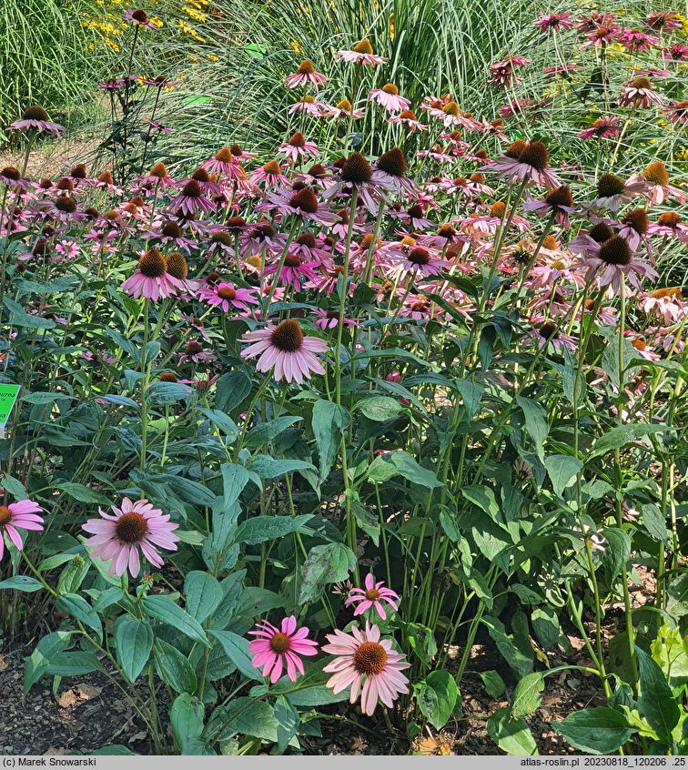 Echinacea purpurea Elbrook