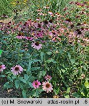 Echinacea purpurea Elbrook