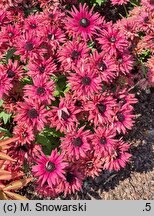 Rudbeckia Flamenco True Red