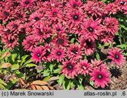 Rudbeckia Flamenco True Red