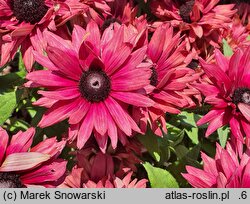 Rudbeckia Flamenco True Red