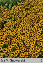 Rudbeckia SmileyZ Star of Life