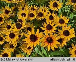 Rudbeckia SmileyZ Star of Life