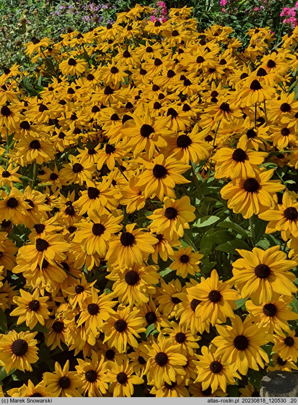 Rudbeckia SmileyZ Joyful